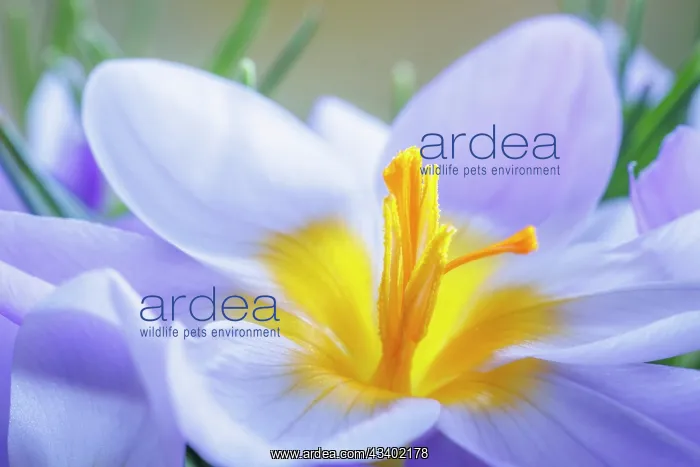 : USA, Washington State, Seabeck. Crocus blossoms in spring : USA, Washington State, Seabeck. Crocus blossoms in spring