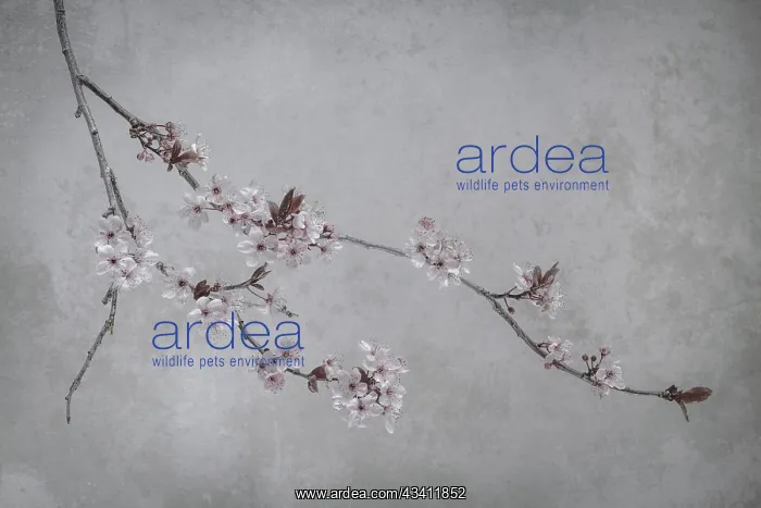 : USA, Washington State, Seabeck. Flowering plum branch : USA, Washington State, Seabeck. Flowering plum branch