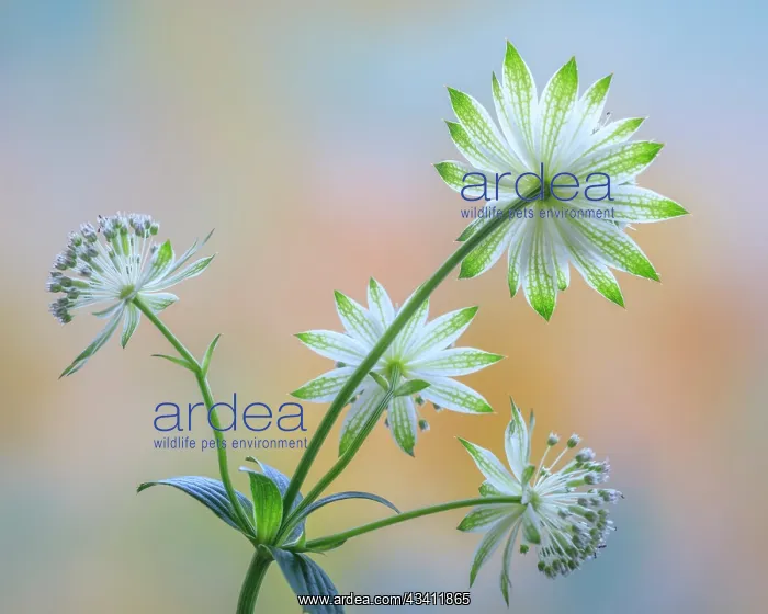 : USA, Washington State, Seabeck. Astrantia blossoms close-up : USA, Washington State, Seabeck. Astrantia blossoms close-up