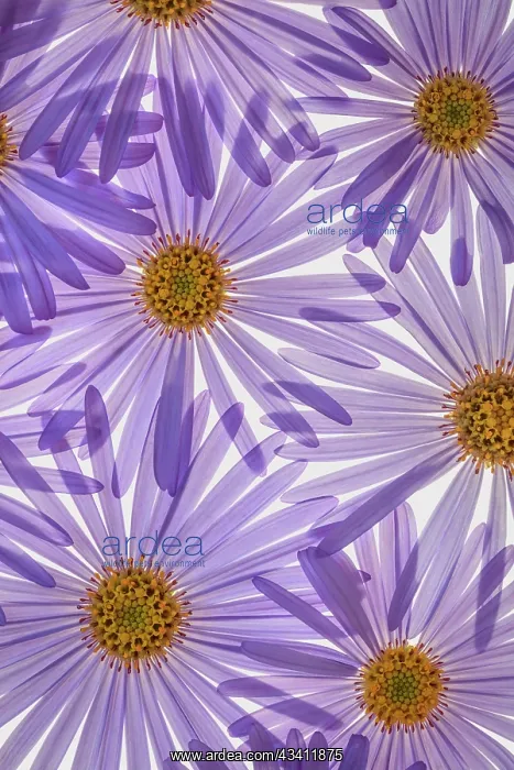 : USA, Washington State, Seabeck. Purple aster flowers : USA, Washington State, Seabeck. Purple aster flowers