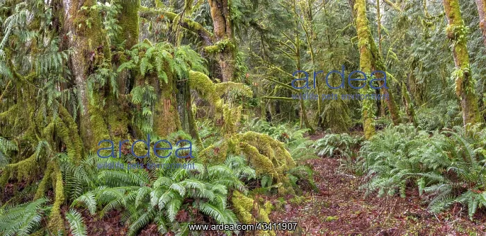 : USA, Washington State, Seabeck, Guillemot Cove Nature : USA, Washington State, Seabeck, Guillemot Cove Nature