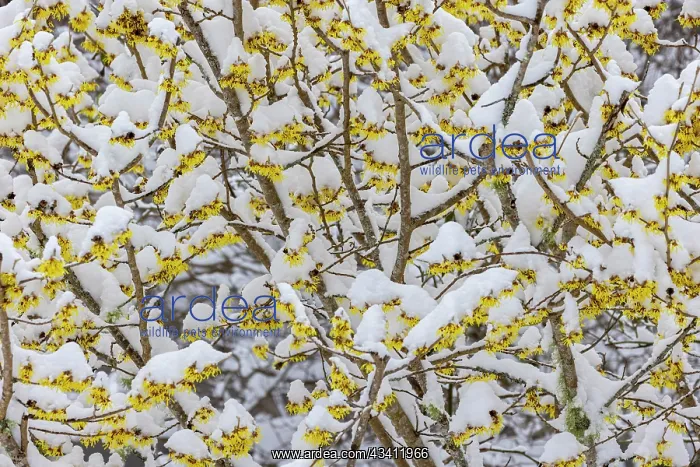: USA, Washington State, Seabeck. Snow on witch hazel tree : USA, Washington State, Seabeck. Snow on witch hazel tree