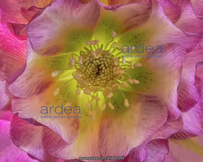: USA, Washington State, Seabeck. Hellebore blossom close-up : USA, Washington State, Seabeck. Hellebore blossom close-up