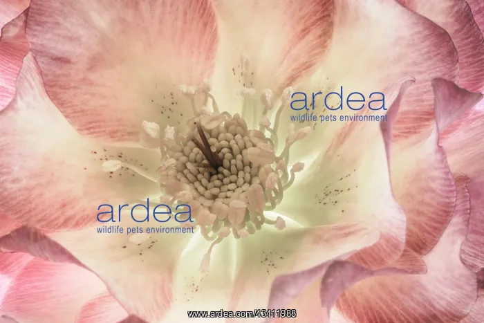 : USA, Washington State, Seabeck. Hellebore blossom close-up : USA, Washington State, Seabeck. Hellebore blossom close-up