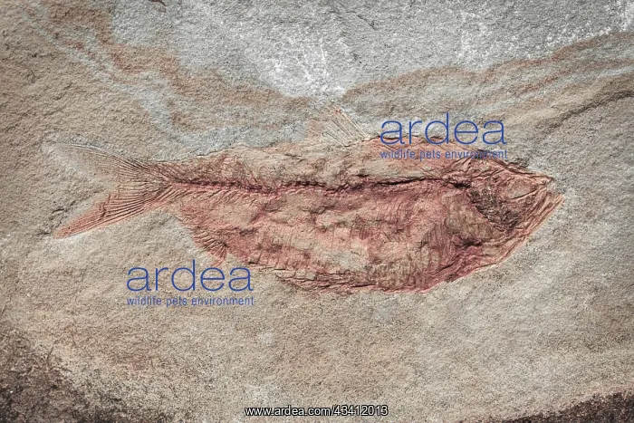 : USA, Washington State, Seabeck. Close-up of fish fossil : USA, Washington State, Seabeck. Close-up of fish fossil