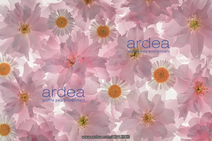 : USA, Washington State, Seabeck. Flowering pink cherry : USA, Washington State, Seabeck. Flowering pink cherry
