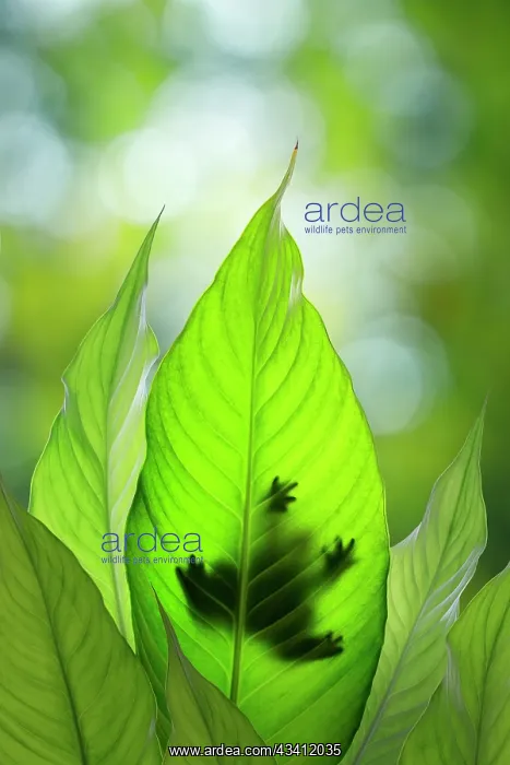 : USA, Washington State, Seabeck. Composite of frog on leaf : USA, Washington State, Seabeck. Composite of frog on leaf