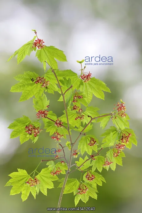 : USA, Washington State, Seabeck. Vine maple branch in spring : USA, Washington State, Seabeck. Vine maple branch in spring