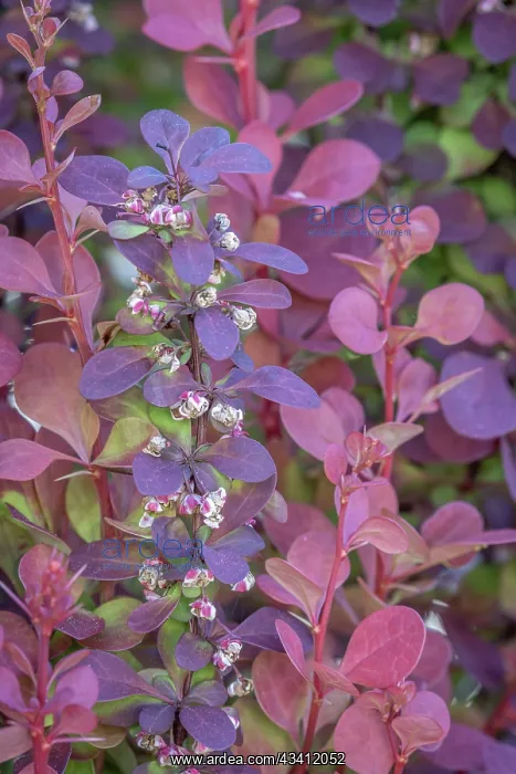  : USA, Washington State, Seabeck. Barberry bush leaves