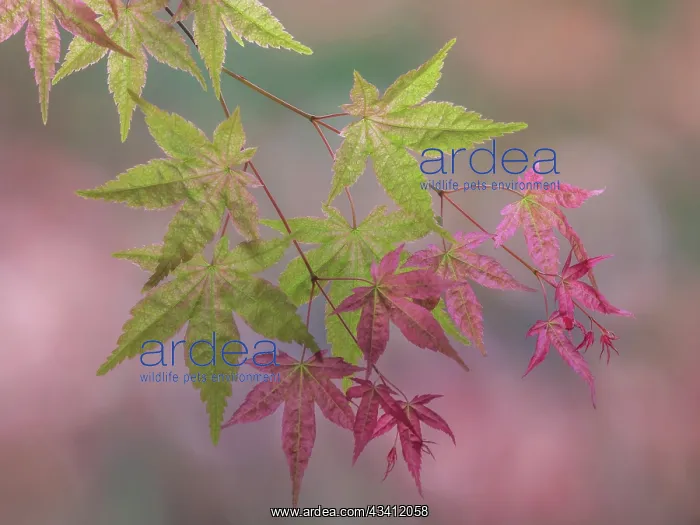 : USA, Washington State, Seabeck. Japanese maple branch : USA, Washington State, Seabeck. Japanese maple branch