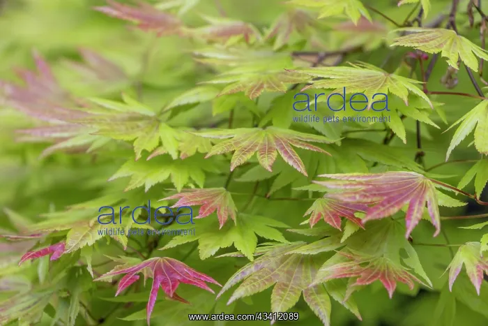 : USA, Washington State, Seabeck. Japanese maple tree foliage : USA, Washington State, Seabeck. Japanese maple tree foliage