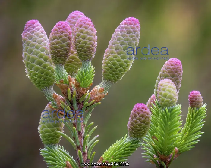 : USA, Washington State, Seabeck. Norway spruce cones : USA, Washington State, Seabeck. Norway spruce cones