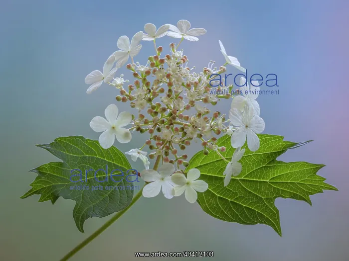 : USA, Washington State, Seabeck. Cranberry bush flowers : USA, Washington State, Seabeck. Cranberry bush flowers
