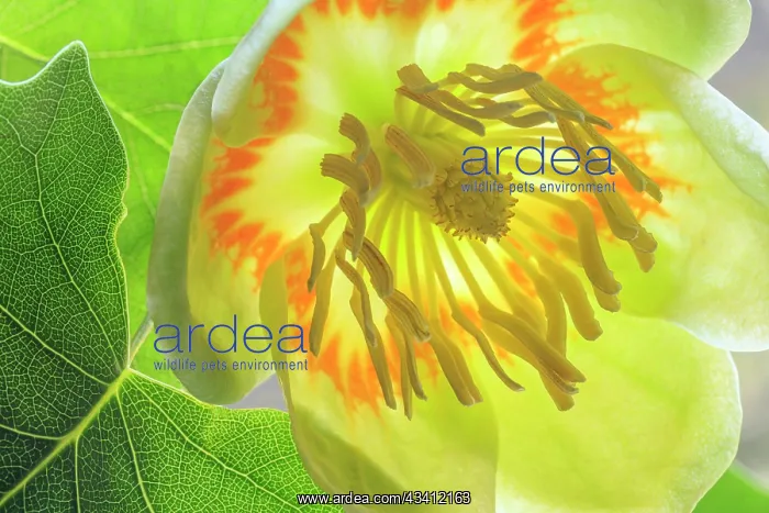 : USA, Washington State, Seabeck. Tulip poplar blossom : USA, Washington State, Seabeck. Tulip poplar blossom