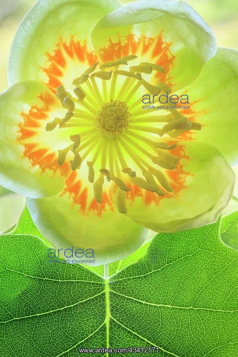 : USA, Washington State, Seabeck. Tulip poplar blossom : USA, Washington State, Seabeck. Tulip poplar blossom