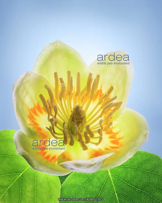 : USA, Washington State, Seabeck. Tulip poplar blossom : USA, Washington State, Seabeck. Tulip poplar blossom