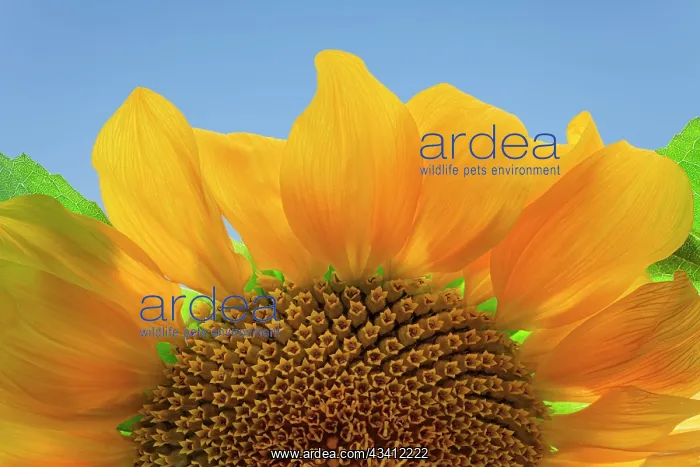: USA, Washington State, Seabeck. Sunflower blossom close-up : USA, Washington State, Seabeck. Sunflower blossom close-up