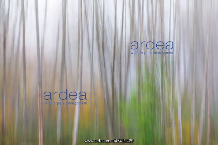 : USA, Washington State, Seabeck. Alder forest abstract : USA, Washington State, Seabeck. Alder forest abstract