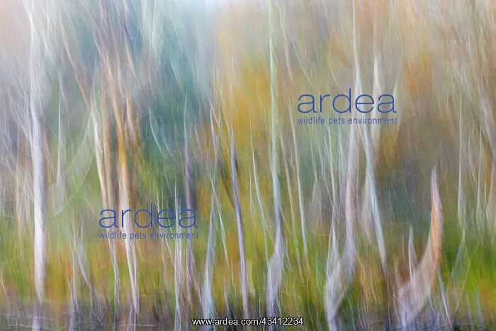 : USA, Washington State, Seabeck. Alder forest abstract : USA, Washington State, Seabeck. Alder forest abstract