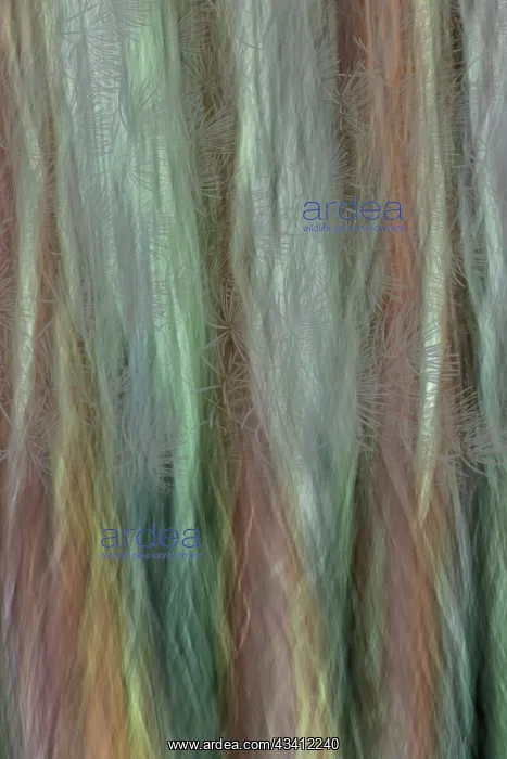 : USA, Washington State, Seabeck. Forest fantasy composite : USA, Washington State, Seabeck. Forest fantasy composite