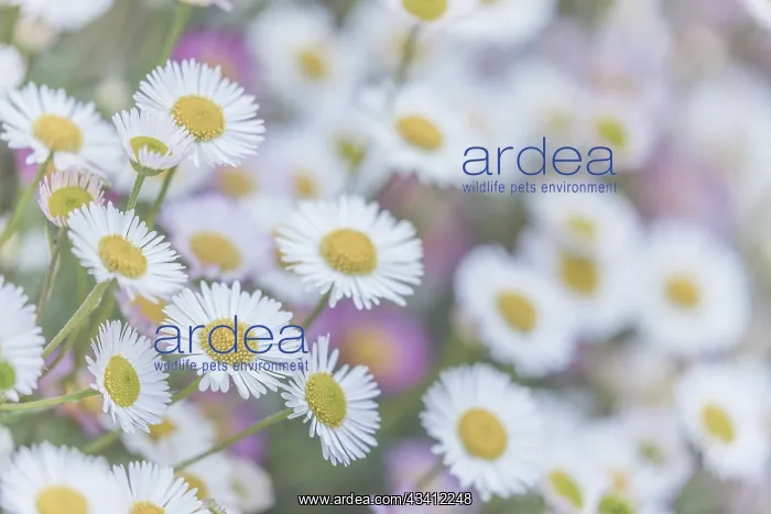 : USA, Washington State, Seabeck. Santa Barbara daisies : USA, Washington State, Seabeck. Santa Barbara daisies