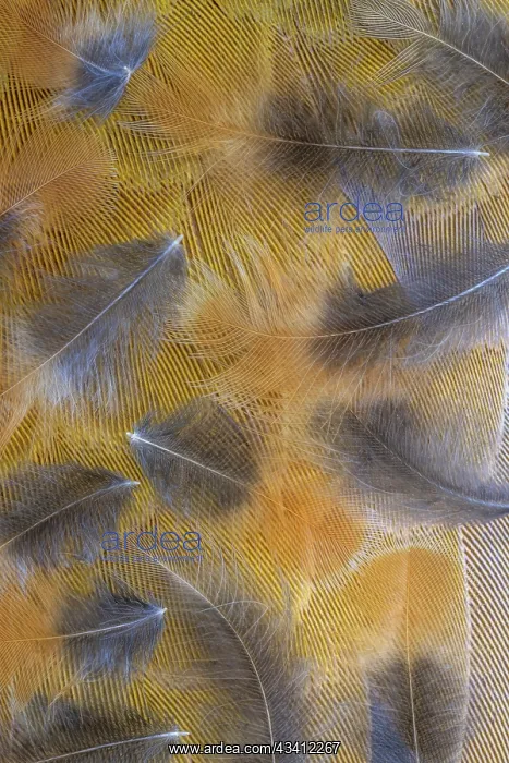 : USA, Washington State, Seabeck. Pattern of downy feathers : USA, Washington State, Seabeck. Pattern of downy feathers