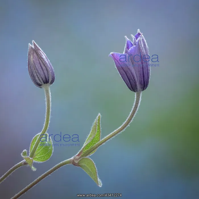 : USA, Washington State, Seabeck. Clematis buds close-up : USA, Washington State, Seabeck. Clematis buds close-up