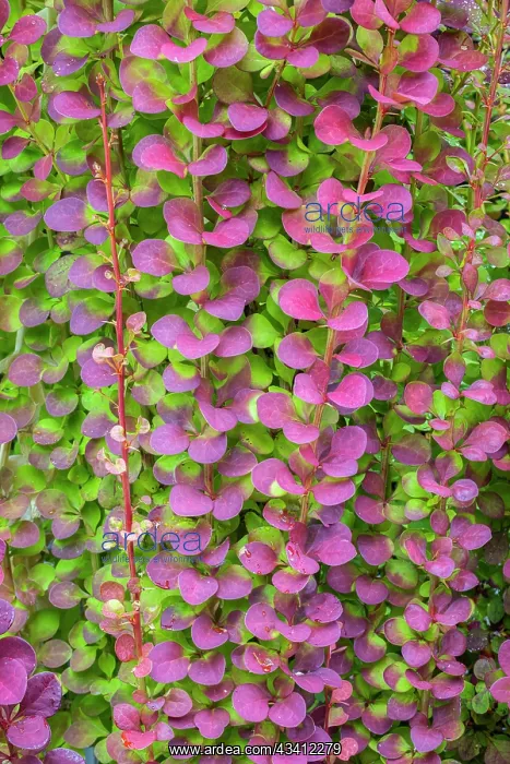 : USA, Washington State, Seabeck. Barberry bush foliage : USA, Washington State, Seabeck. Barberry bush foliage