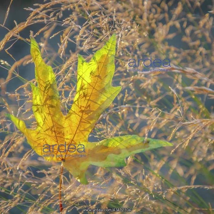 : USA, Washington State, Seabeck. Autumn bigleaf maple : USA, Washington State, Seabeck. Autumn bigleaf maple