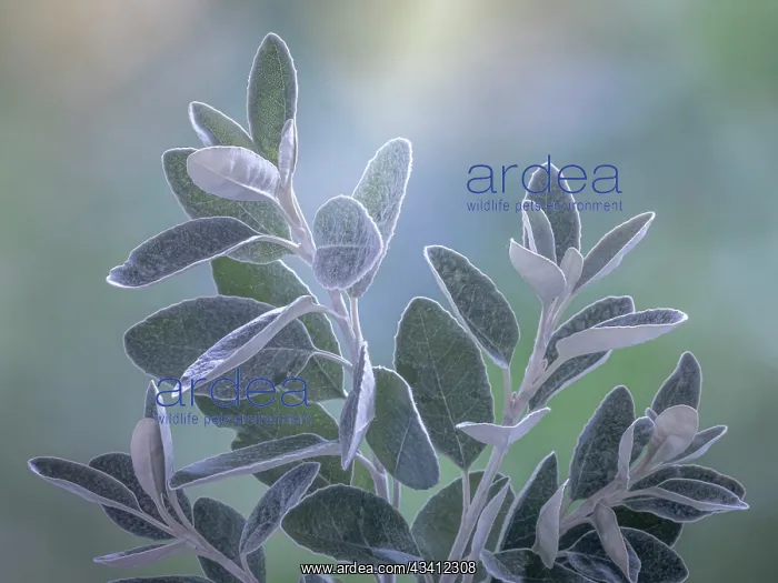 : USA, Washington State, Seabeck. Senecio leaves close-up : USA, Washington State, Seabeck. Senecio leaves close-up