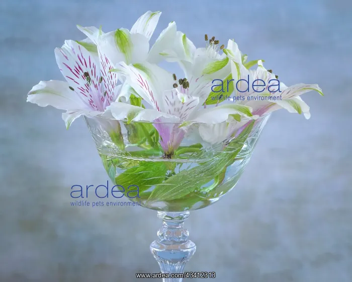 : USA, Washington State, Seabeck. Alstroemeria blossoms : USA, Washington State, Seabeck. Alstroemeria blossoms