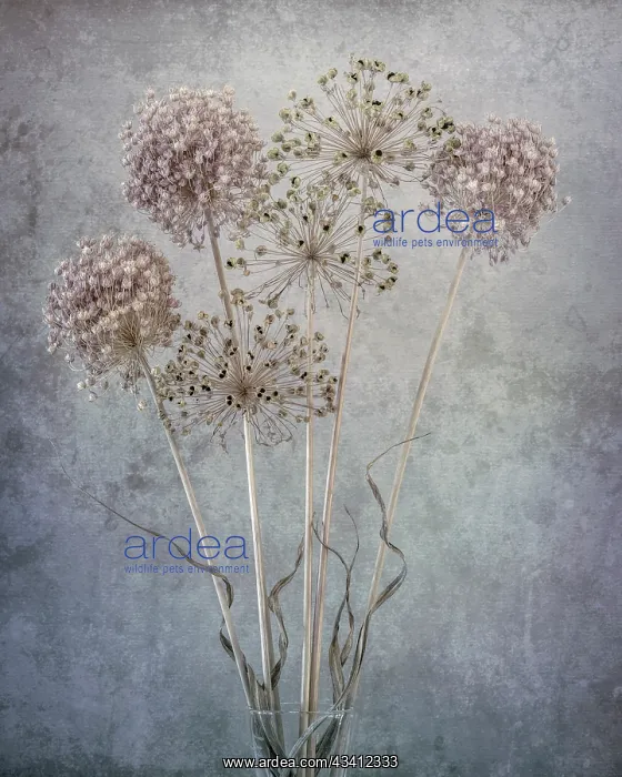 : USA, Washington State, Seabeck. Allium seed heads close-up : USA, Washington State, Seabeck. Allium seed heads close-up