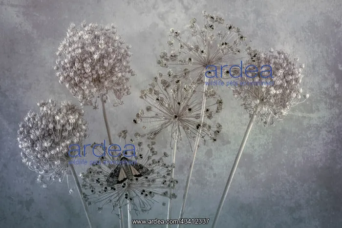 : USA, Washington State, Seabeck. Underwing butterfly : USA, Washington State, Seabeck. Underwing butterfly