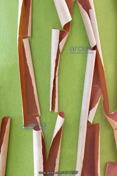 : USA, Washington State, Seabeck. Peeling madrone tree bark : USA, Washington State, Seabeck. Peeling madrone tree bark