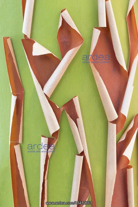 : USA, Washington State, Seabeck. Peeling madrone tree bark : USA, Washington State, Seabeck. Peeling madrone tree bark