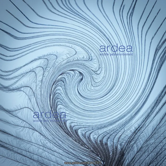 : USA, Washington State, Seabeck. Downy feather with a twist : USA, Washington State, Seabeck. Downy feather with a twist