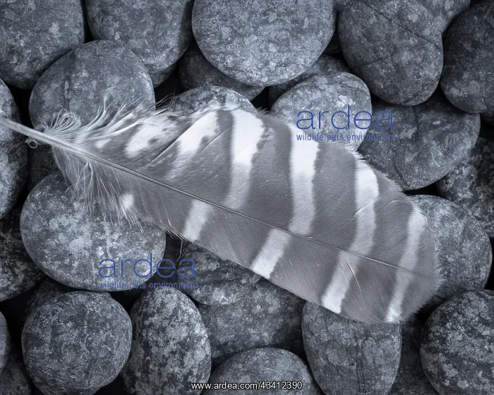 : USA, Washington State, Seabeck. Raptor feather on rocks : USA, Washington State, Seabeck. Raptor feather on rocks