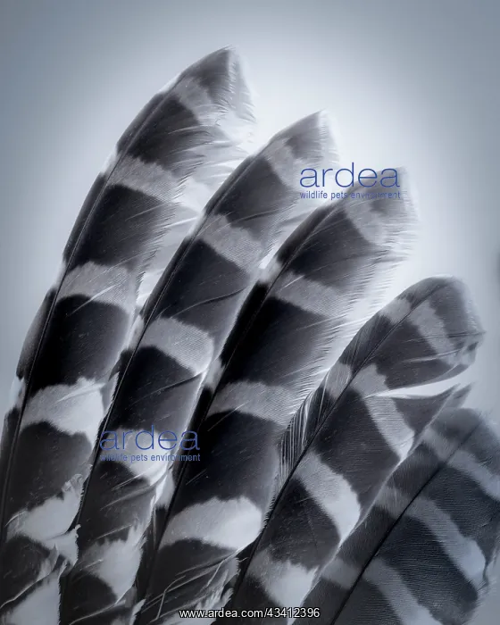 : USA, Washington State, Seabeck. Raptor wing feathers : USA, Washington State, Seabeck. Raptor wing feathers