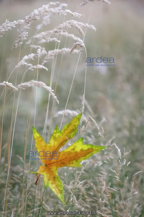 : USA, Washington State, Seabeck. Autumn bigleaf maple : USA, Washington State, Seabeck. Autumn bigleaf maple