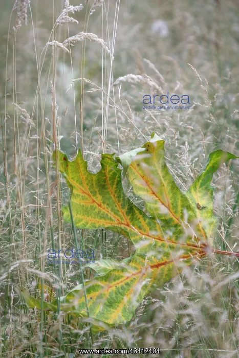 : USA, Washington State, Seabeck. Autumn bigleaf maple : USA, Washington State, Seabeck. Autumn bigleaf maple