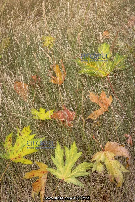 : USA, Washington State, Seabeck. Autumn bigleaf maple : USA, Washington State, Seabeck. Autumn bigleaf maple