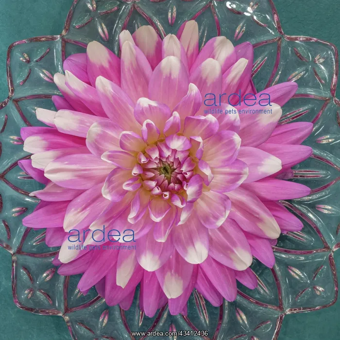 : USA, Washington State, Seabeck. Pink dahlia in crystal bowl : USA, Washington State, Seabeck. Pink dahlia in crystal bowl
