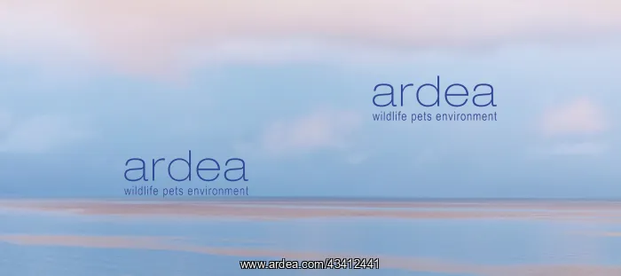 : USA, Washington State, Seabeck. Pastel sunrise panoramic : USA, Washington State, Seabeck. Pastel sunrise panoramic
