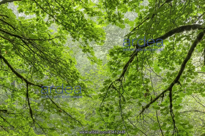 : USA, Washington State, Seabeck. Bigleaf maple trees : USA, Washington State, Seabeck. Bigleaf maple trees