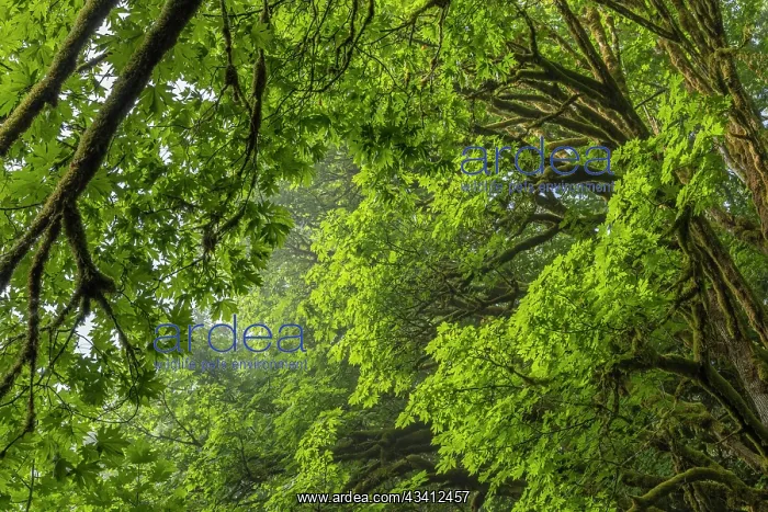 : USA, Washington State, Seabeck. Bigleaf maple trees : USA, Washington State, Seabeck. Bigleaf maple trees