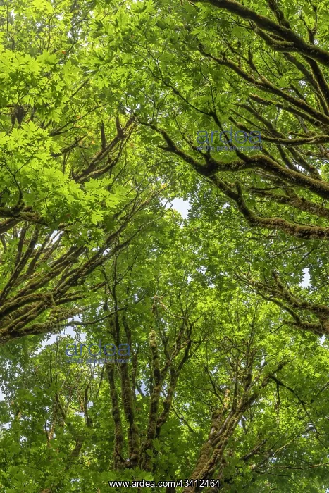 : USA, Washington State, Seabeck. Bigleaf maple trees : USA, Washington State, Seabeck. Bigleaf maple trees