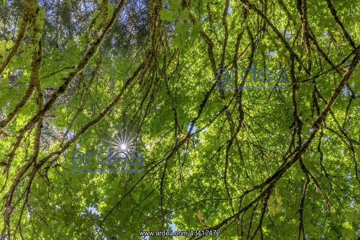 : USA, Washington State, Seabeck. Bigleaf maple trees : USA, Washington State, Seabeck. Bigleaf maple trees
