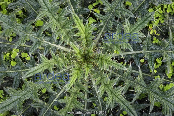 : USA, Washington State, Seabeck. Close-up of thistle plant : USA, Washington State, Seabeck. Close-up of thistle plant