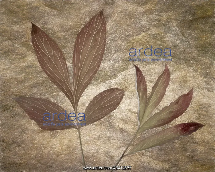 : USA, Washington State, Seabeck. Peony leaves close-up : USA, Washington State, Seabeck. Peony leaves close-up