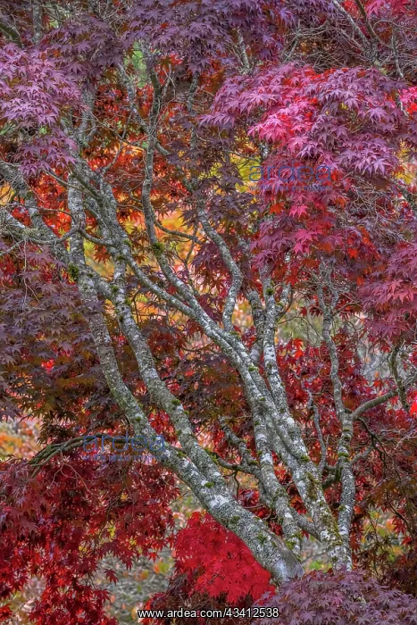 : USA, Washington State, Seabeck. Japanese maple tree : USA, Washington State, Seabeck. Japanese maple tree